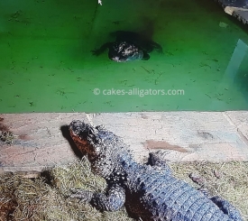 Chinese Alligators