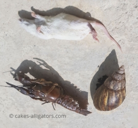 Some of the types of food that we feed our Alligators