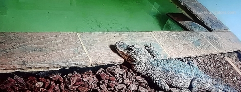 Chinese Alligator by the water