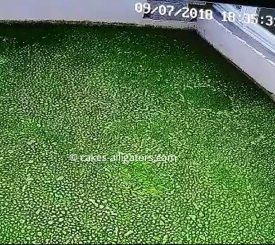 Spot the Chinese Alligator in the green water (algae)