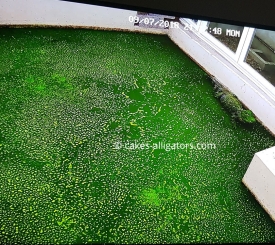 Spot the Chinese Alligator in the green water (algae)