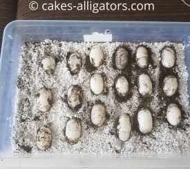 Clutch of 18 Chinese Alligator Eggs