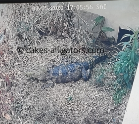 Bonnie the Chinese Alligator that we believe to be gravid