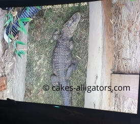 Chinese Alligator on her nest