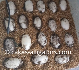 Clutch of 18 Chinese Alligator eggs