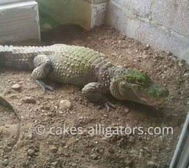 Chinese Alligator
