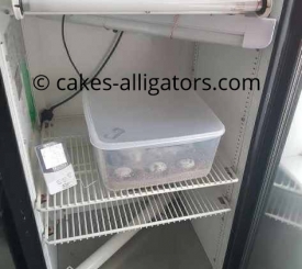 Chinese Alligator eggs in incubator