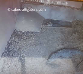 Male and female Chinese Alligators meeting for first time