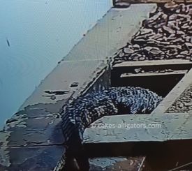 Chinese Alligators in a burrow