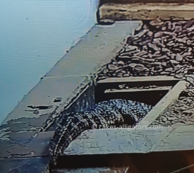 Chinese Alligators in a burrow