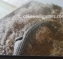 Chinese Alligator on top of her nest