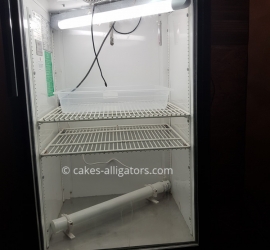 Our incubator for Chinese Alligator Eggs