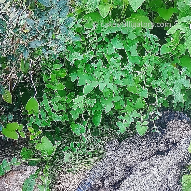 Chinese Alligators in the undergrowth