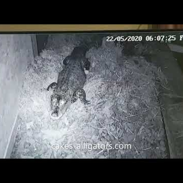Embedded thumbnail for Sky Laying a clutch of 21 eggs May 2020