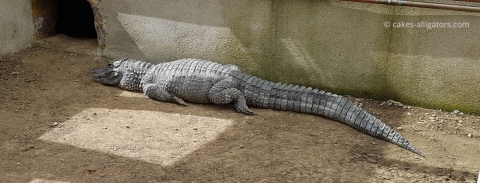 Chinese Alligators sunbathing on the mud