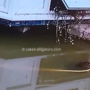 Chinese Alligator Grabs Giant Yellow Snake