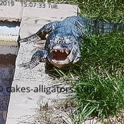 Shaun Jnr, our Chinese Alligator appears to laugh at a joke from mate Sky