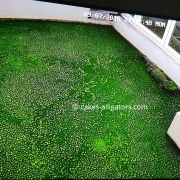 Spot the Chinese Alligator in the green water (algae)