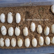 Our second clutch of Chinese Alligator eggs
